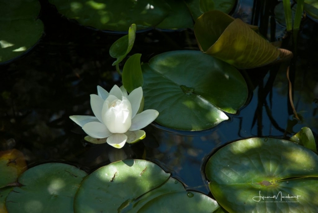 Water lily in my back yard